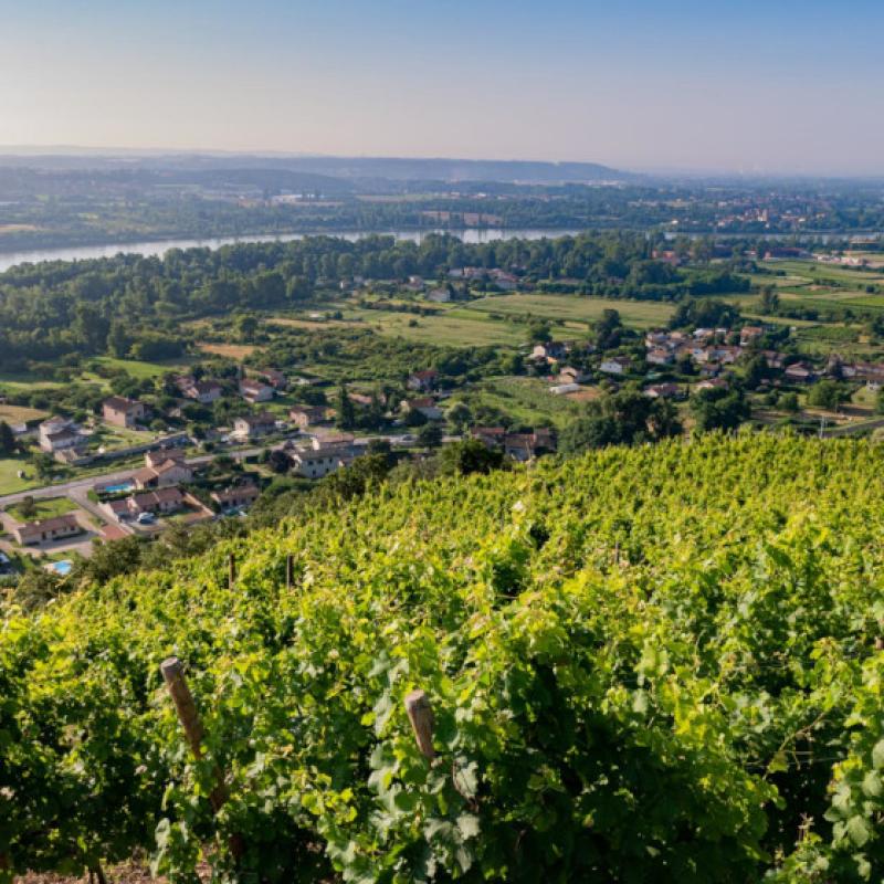 Domaine Hervé Richard | Rhone, France