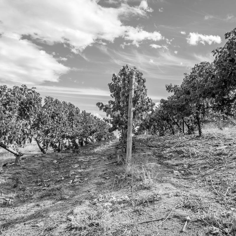 Idun Wines