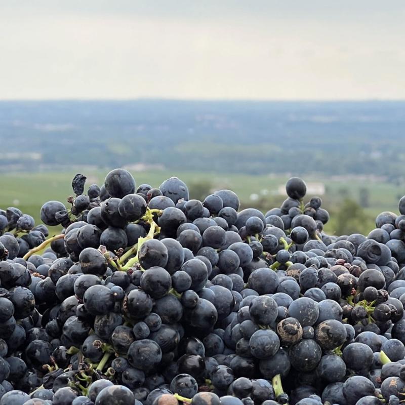 Domaine Anita