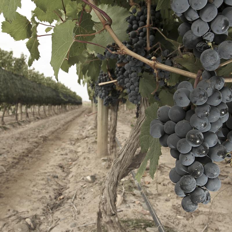 Bodega Sottano