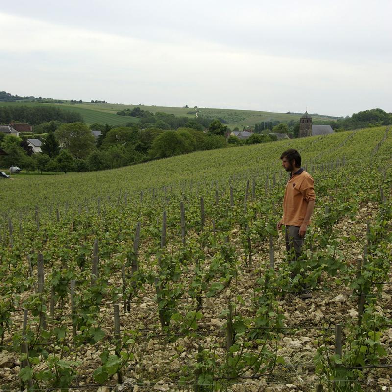 Domaine Henri | Loire, France