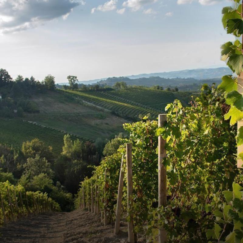 Agricola Marrone