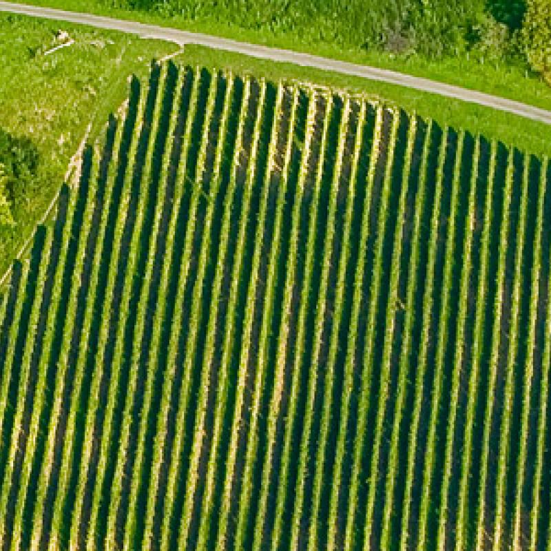 Domaine Badoz