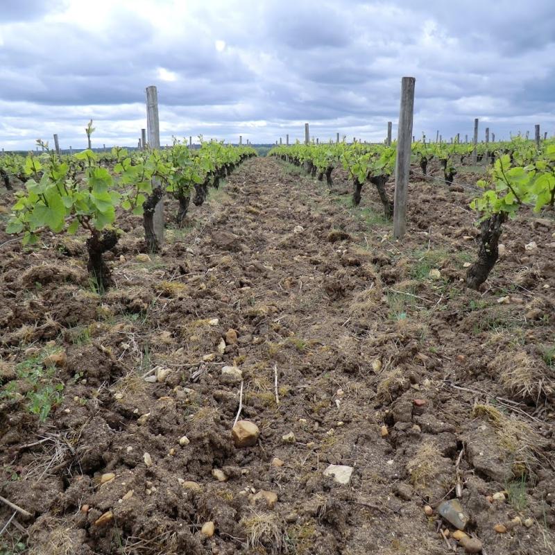 Domaine Emile Balland | Loire Valley, France