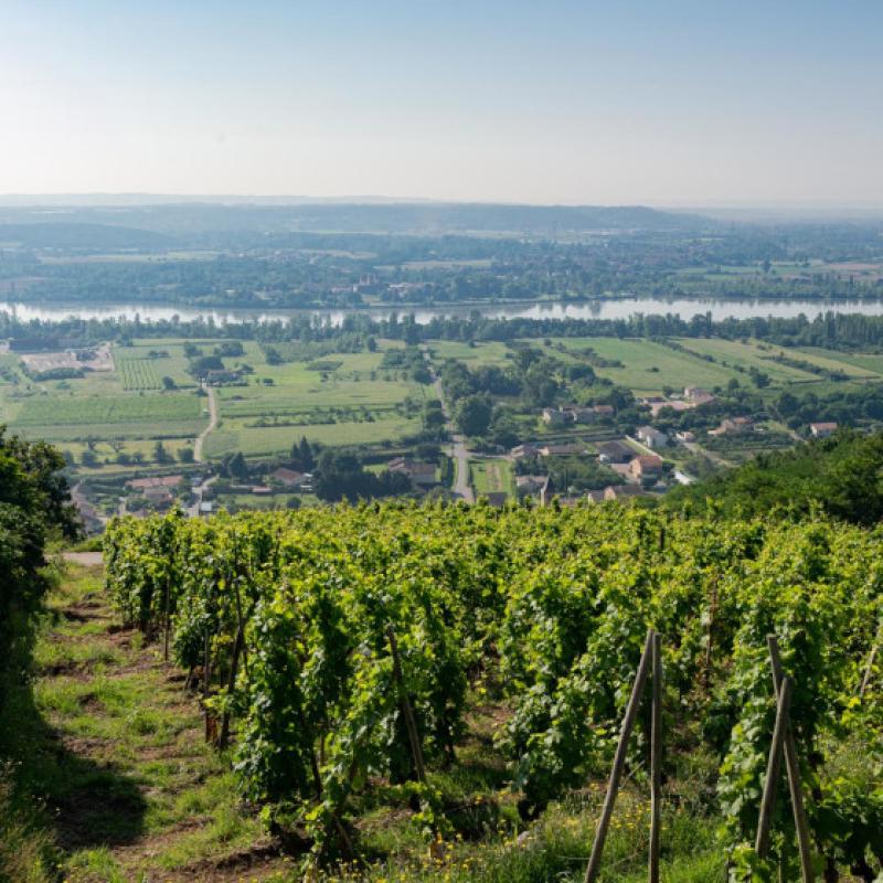 Domaine Richard