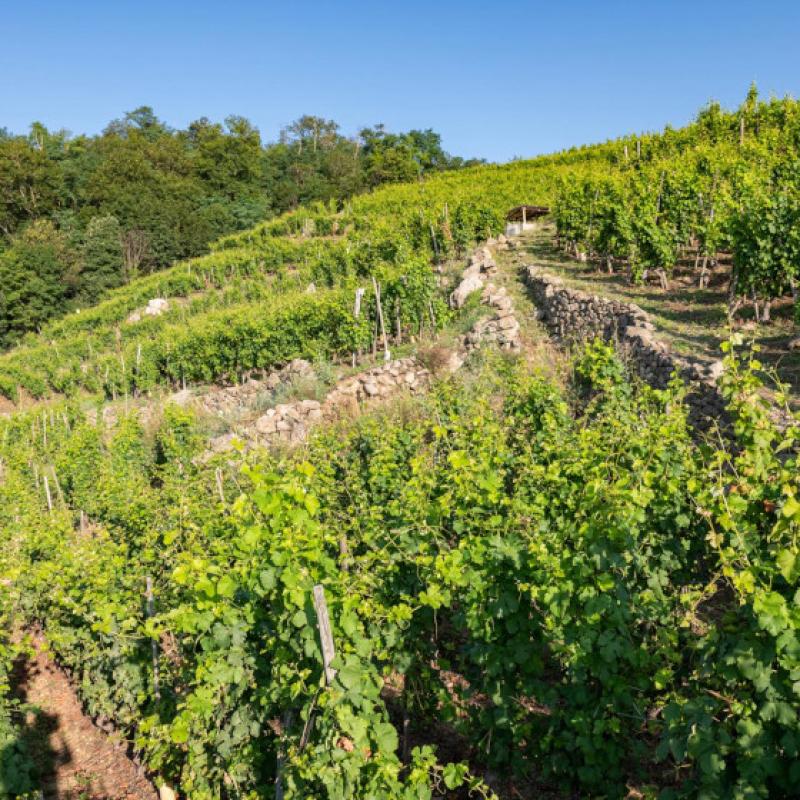 Domaine Richard