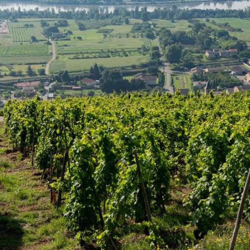 Domaine Richard