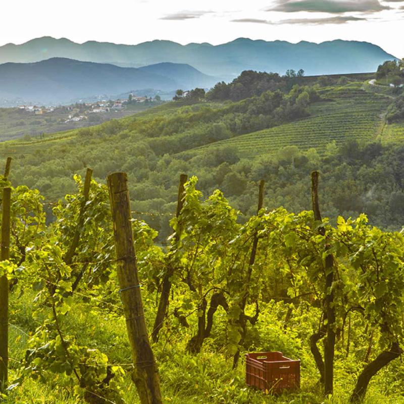 Viniverso | Friuli