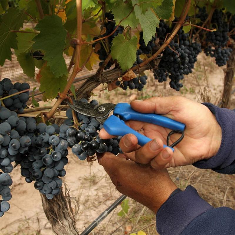 Bodega Sottano