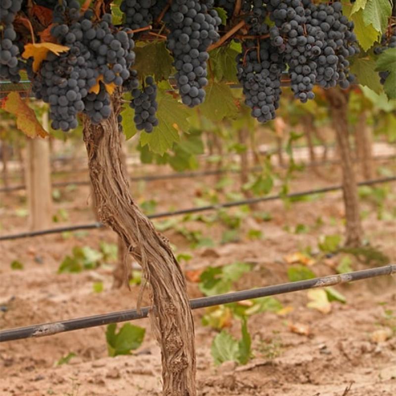 Bodega Sottano