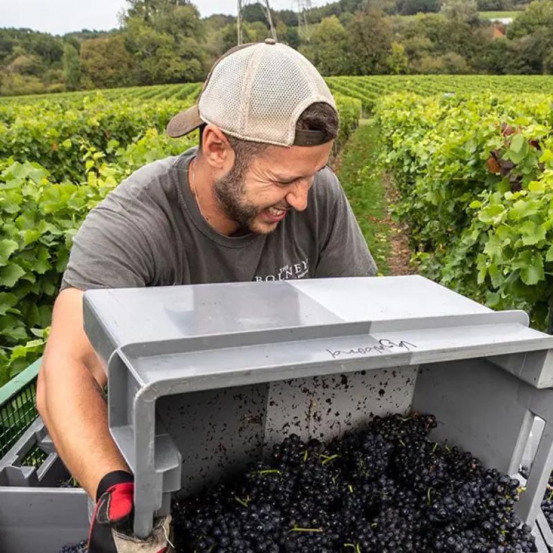 Bolney Wine Estate