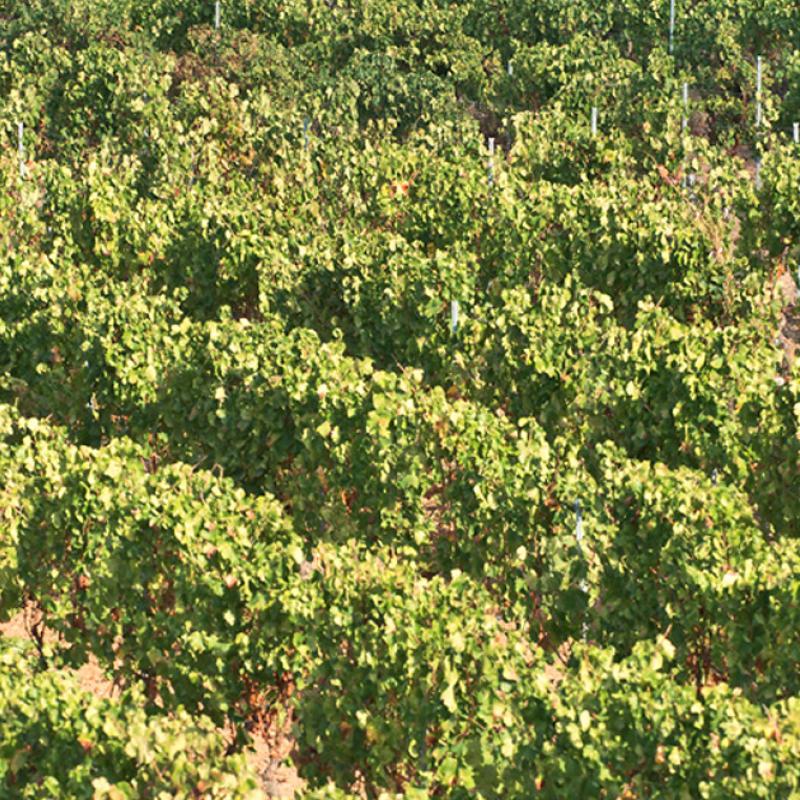 Cantina Castiadas | Sardinia, Italy