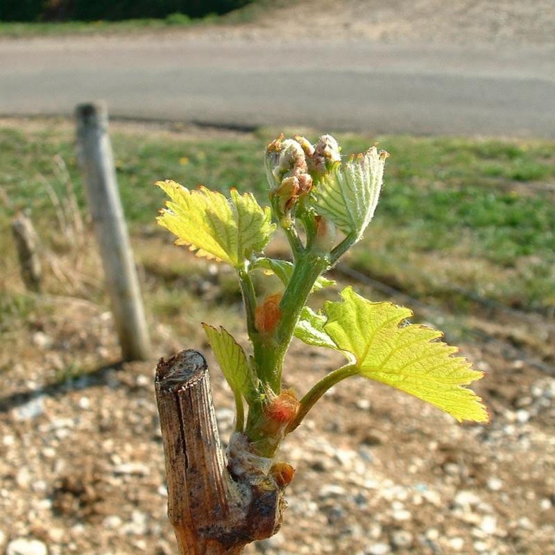 Domaine Alexandre