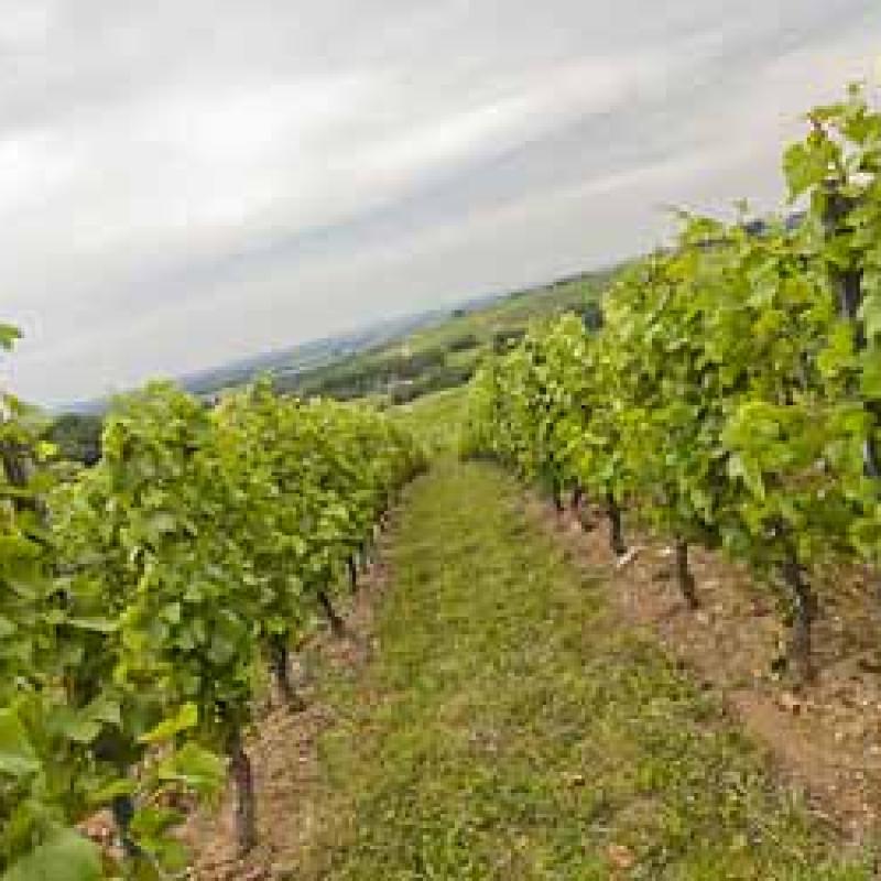 Domaine Badoz