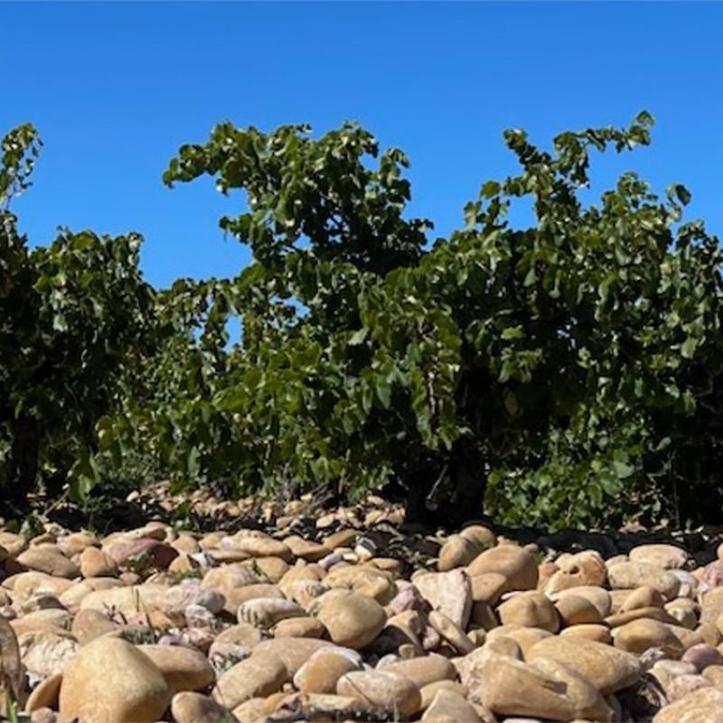 Domaine de la Côte de l'Ange