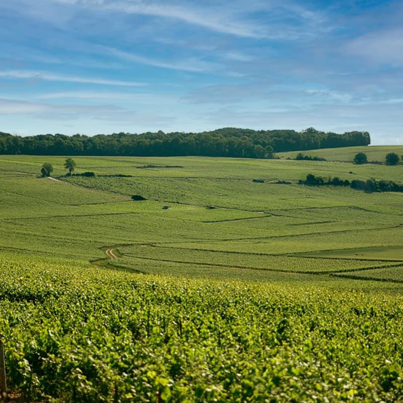 Champagne Lété-Vautrain