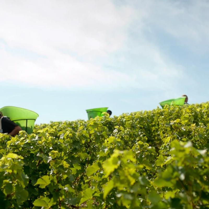 Domaine Paul Prieur | Loire