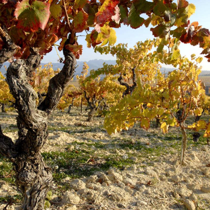 Domaine La Soumade | Rhone