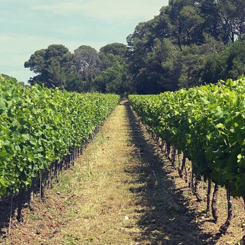 Mas Magnan, Languedoc Roussillon | Entre-Vignes | France