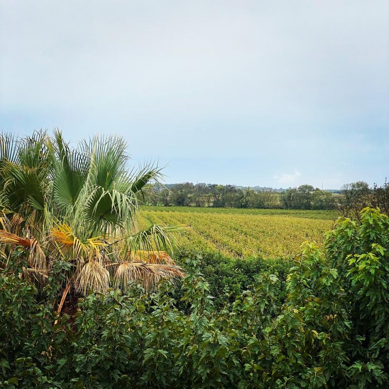 Mas Magnan, Languedoc Roussillon | Entre-Vignes | France