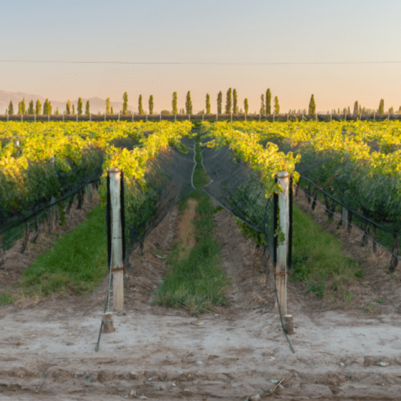 Vina Cobos | Mendoza, Argentina
