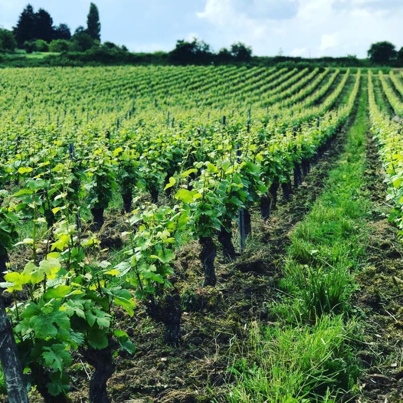 Domaine Belleville | Burgundy, France
