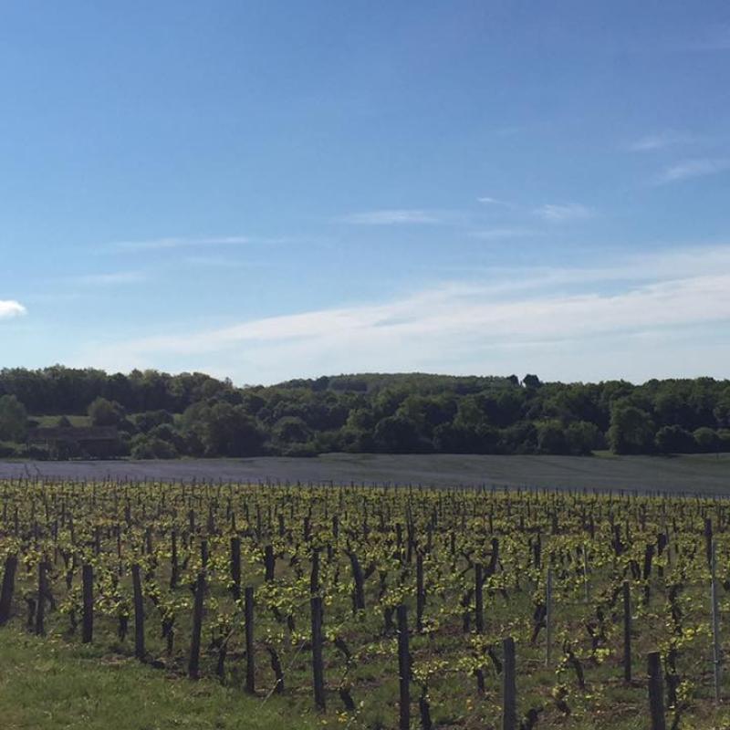 Domaine Belleville | Burgundy, France