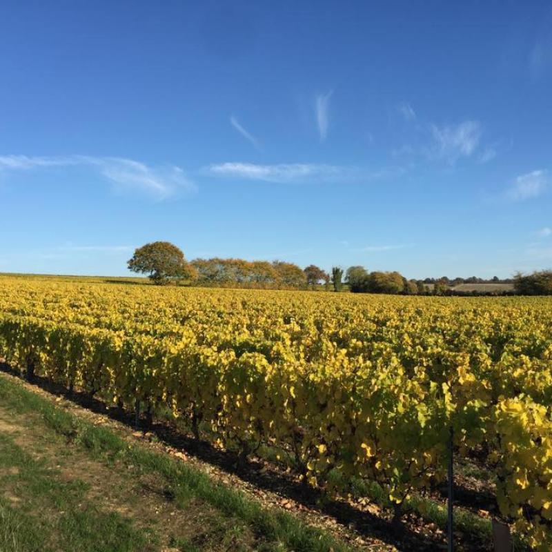 Domaine Belleville | Burgundy, France