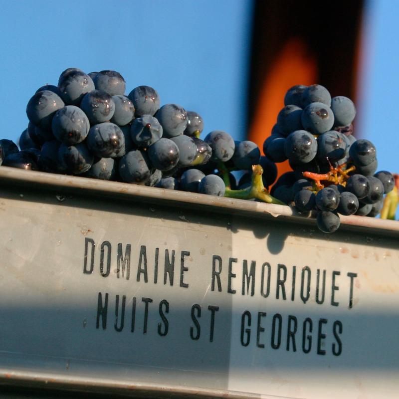 Domaine Remoriquet | Burgundy | France