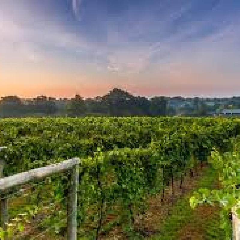 Bolney Wine Estate