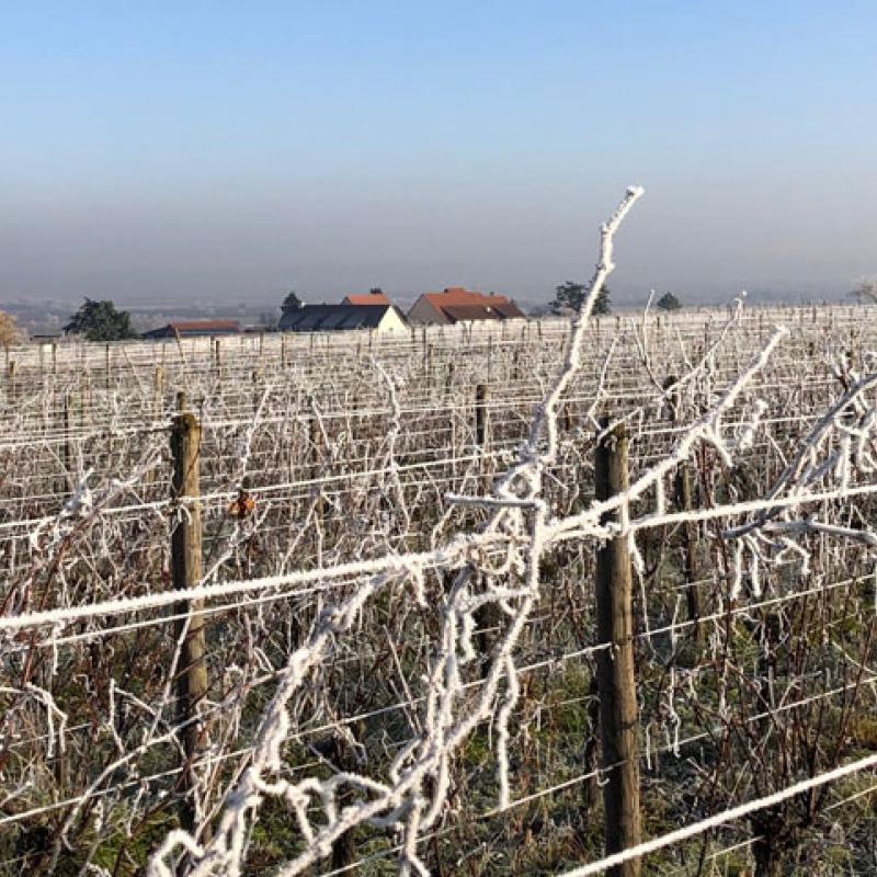 Domaine Bott Geyl