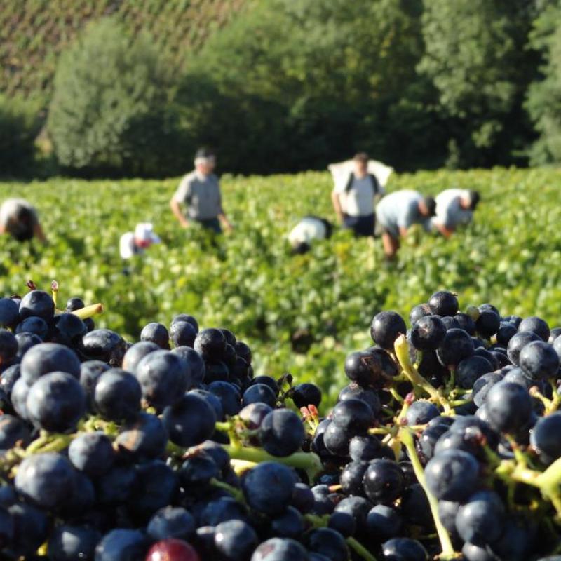 Domaine Anita